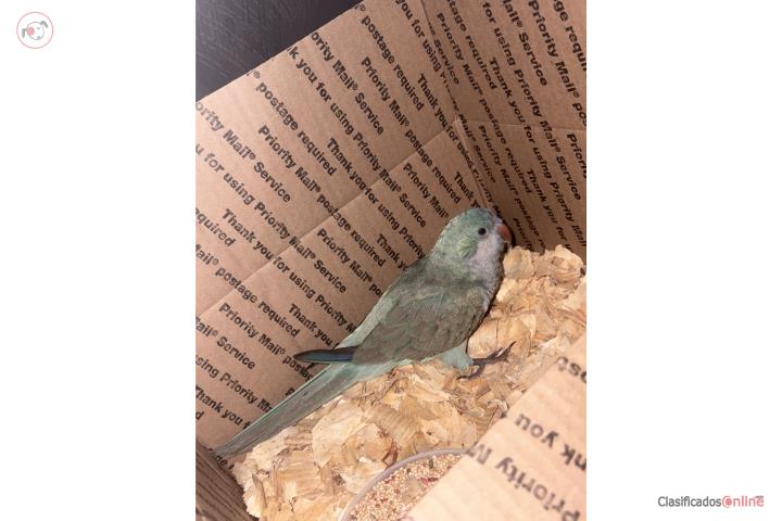 Se vende no intercambia Quaker Azul  Puerto Rico