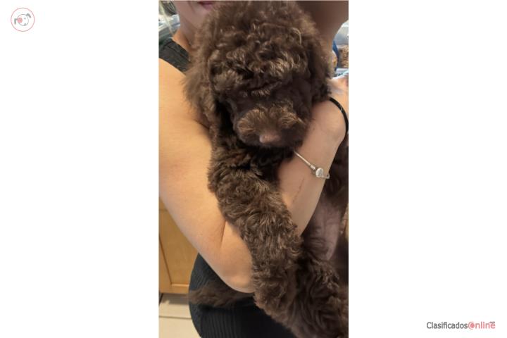 Standard poodle Nena   Puerto Rico