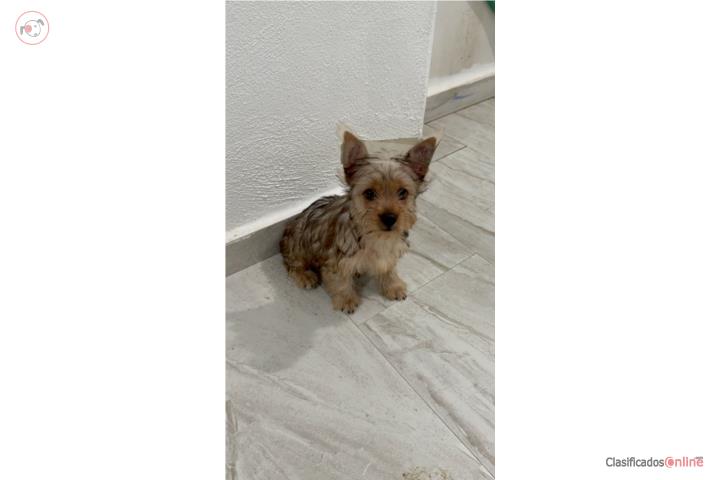 Yorkie Puerto Rico