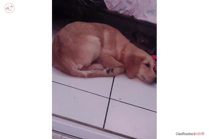 Golden retriever 3 meses hembra  Puerto Rico