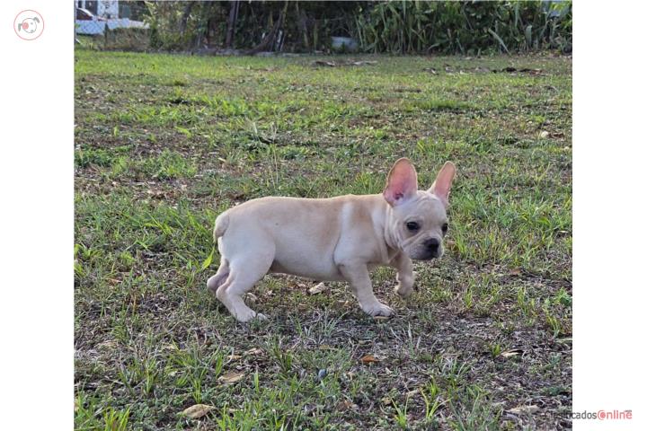 French bulldog económicos  Puerto Rico