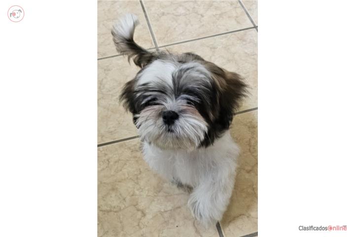 Hermosa Shih Tzu  Puerto Rico