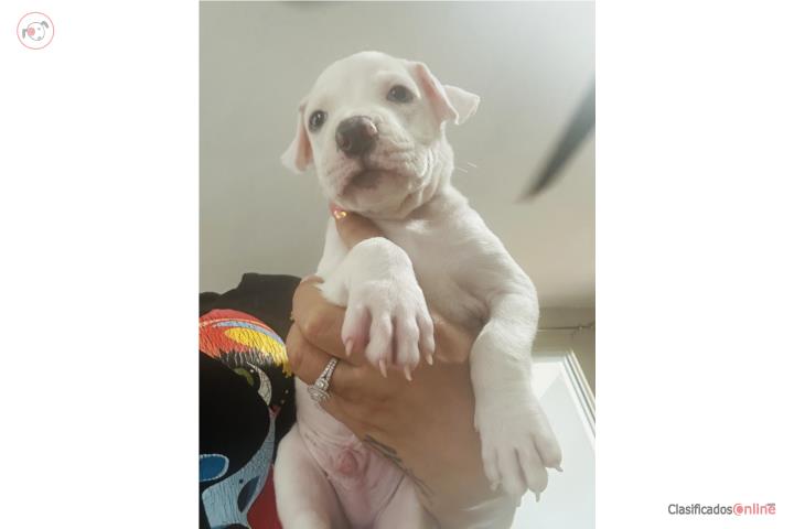 American pitbulls Puerto Rico