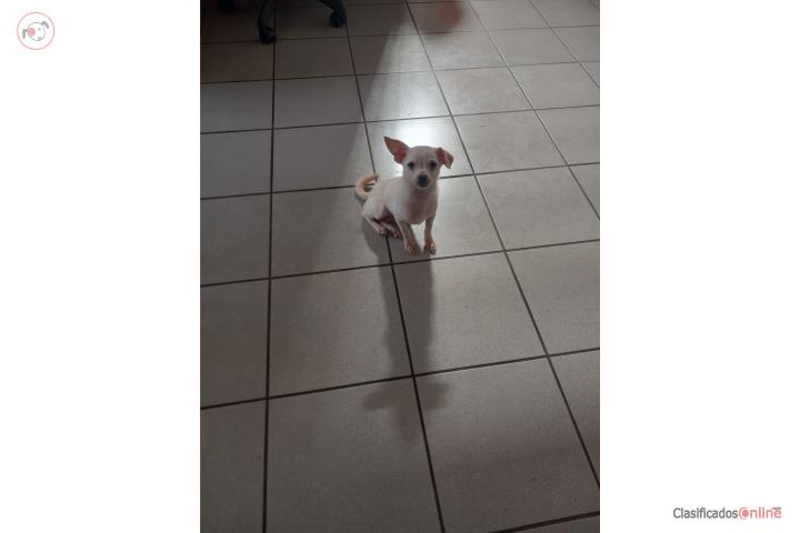 Chihuahua nena Puerto Rico