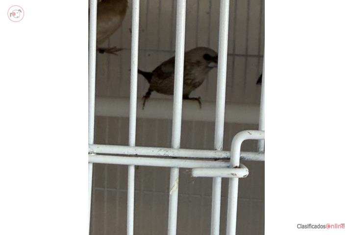 Finches  Societies  Puerto Rico