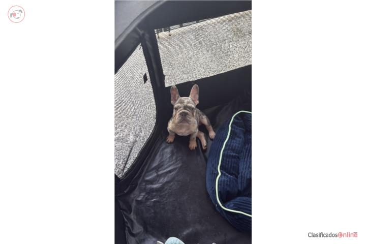 BULLDOG FRENCH 5 MESES CON AKC Puerto Rico