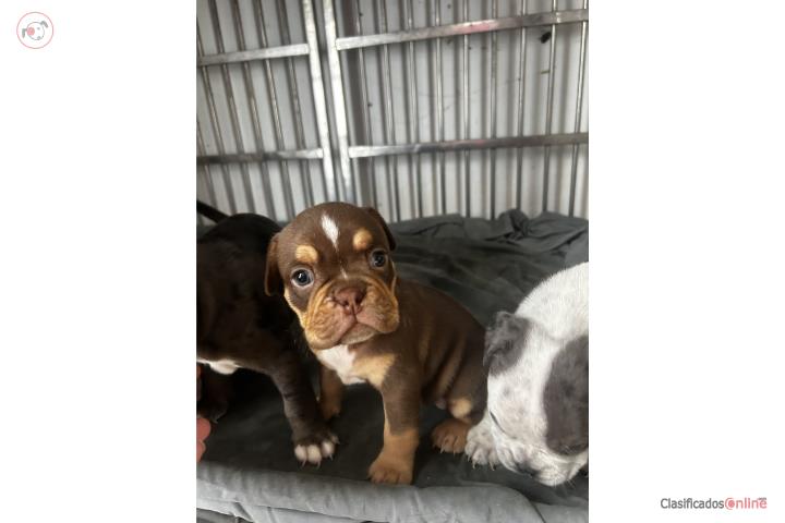 Bully hembra Puerto Rico