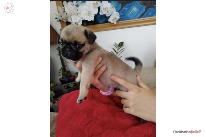 Pug macho Puerto Rico