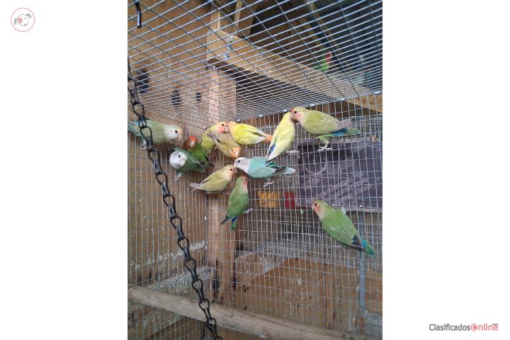 Lovebir individuales no en lote Puerto Rico