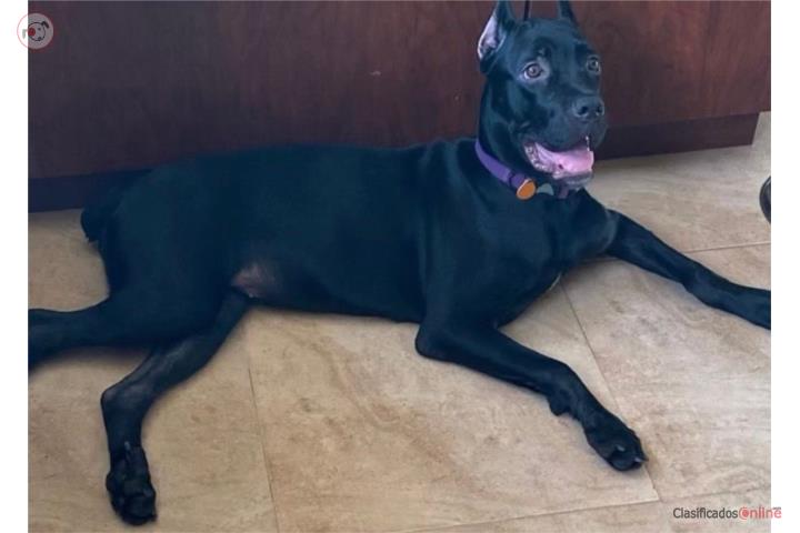 Cane corso italiano  Puerto Rico