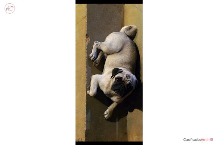 Pug macho  Puerto Rico