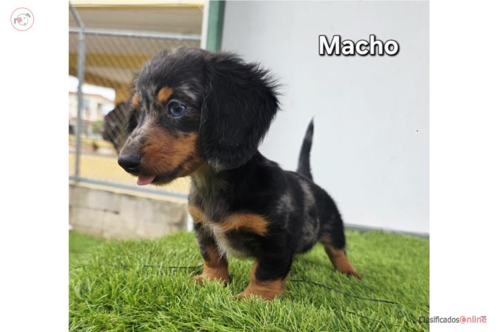 Salchicha Dachshund Longhair Puerto Rico