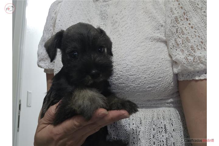 Schnauzer mini Hembra  bien peq   Puerto Rico