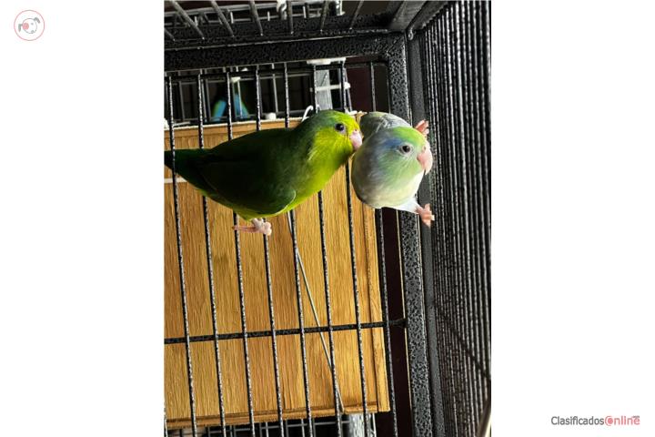 Parrotlets Puerto Rico