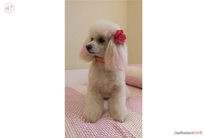 Hola  vendo perra caniche blanca  Puerto Rico