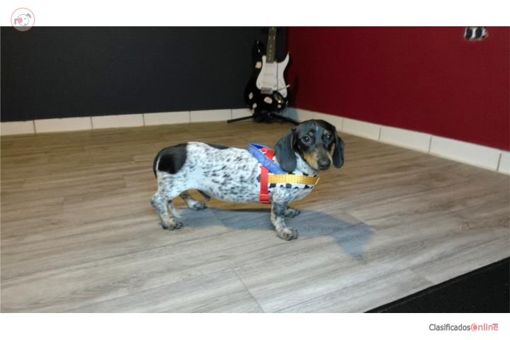 Dachshund Puerto Rico
