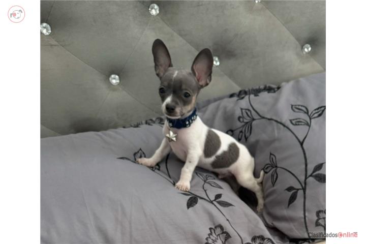 Chihuahua 3 m macho 300 Bayamón  Puerto Rico