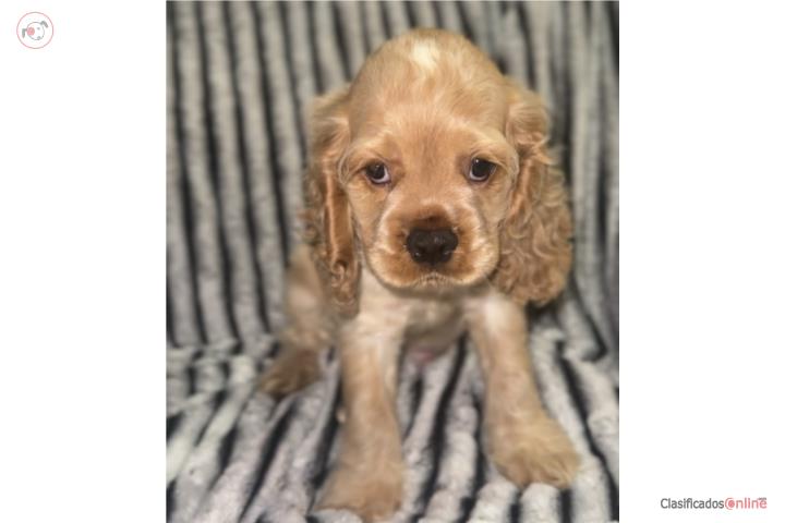 Cocker Spaniel  Puerto Rico