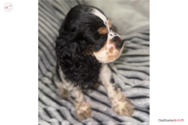 Cocker Spaniel  Puerto Rico