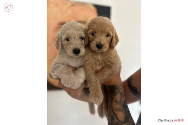 Puppies Goldendoodles Standard  Puerto Rico