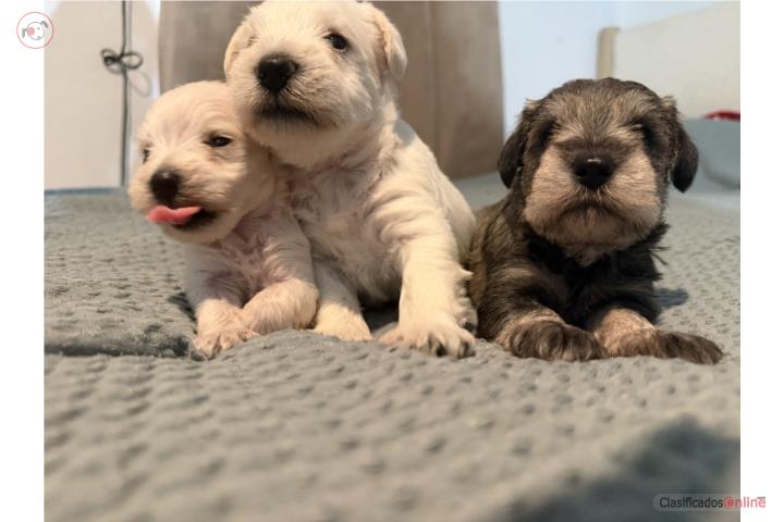 Mini Schnauzer  Puerto Rico