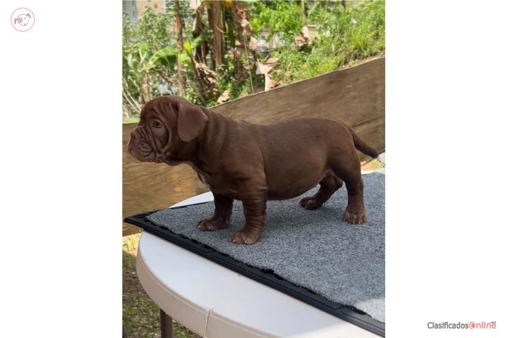 American Bully  Puerto Rico