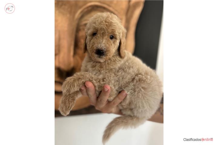 Puppies Goldendoodles Standard  Puerto Rico