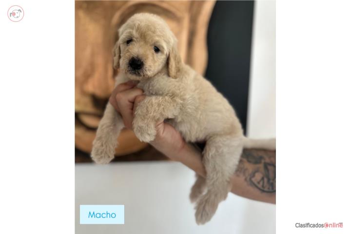 Puppies Goldendoodles Standard  Puerto Rico