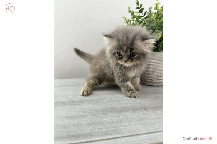 Gatita Persa Puerto Rico