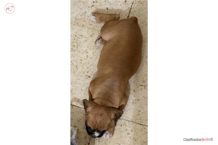 Boxer Puerto Rico