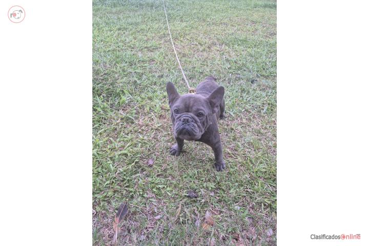 Se vende French Bulldog Puerto Rico
