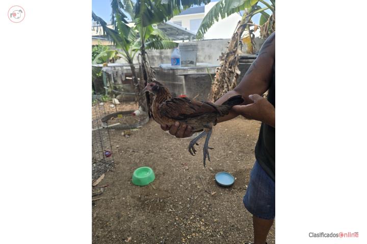 Vendo Puerto Rico