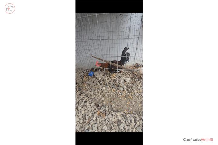 Pollos finos Puerto Rico