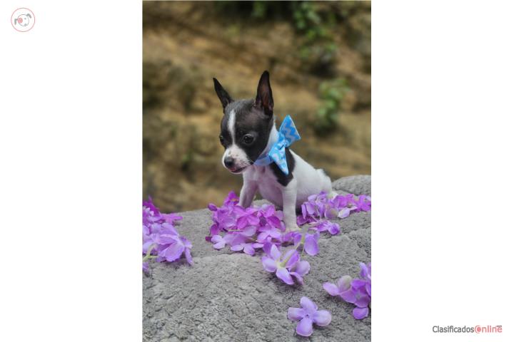 HERMOSO CHIHUAHUA TOY NENE DESPARASITADO  Puerto Rico