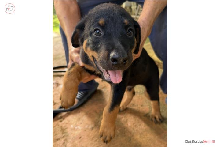 Precioso Rottweiler  Puerto Rico