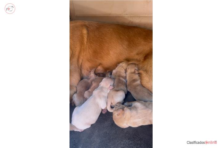 Golden retriever Puerto Rico