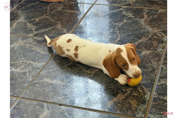 Dachshund Puerto Rico