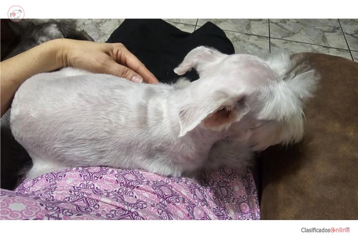 Schnauzer mini H blanca pura 6 mese Puerto Rico