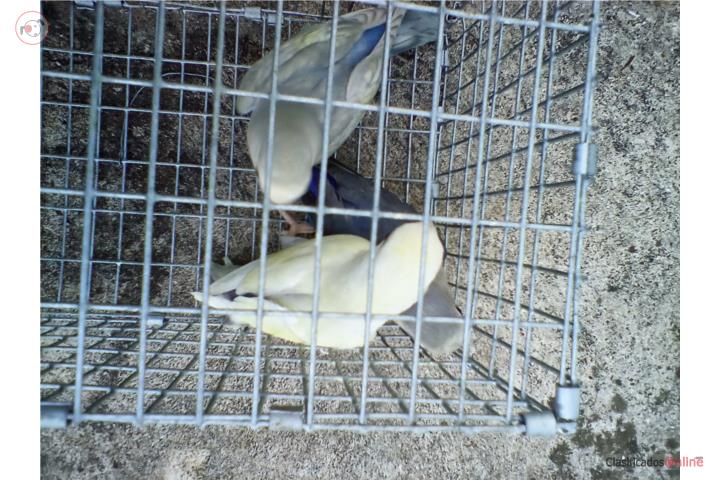 PAREJA DE LOVRBIRDS ROSEICOLLIS FALLOW W/F Puerto Rico