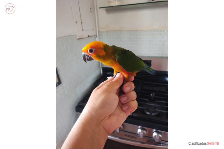 Pichon Jenday Conure Puerto Rico