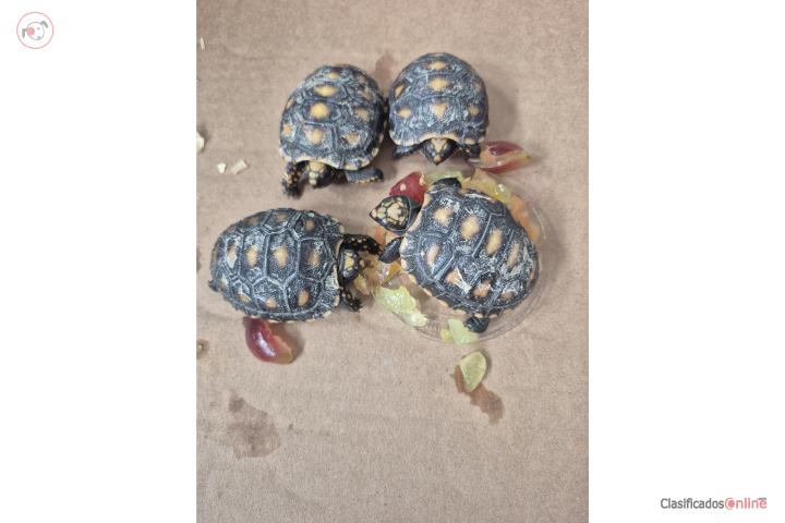 Tortugas red foot Puerto Rico