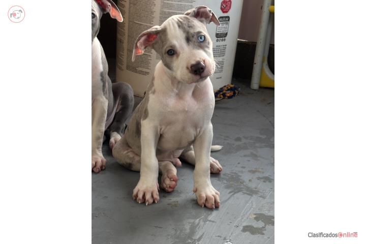 Pitbull Puerto Rico