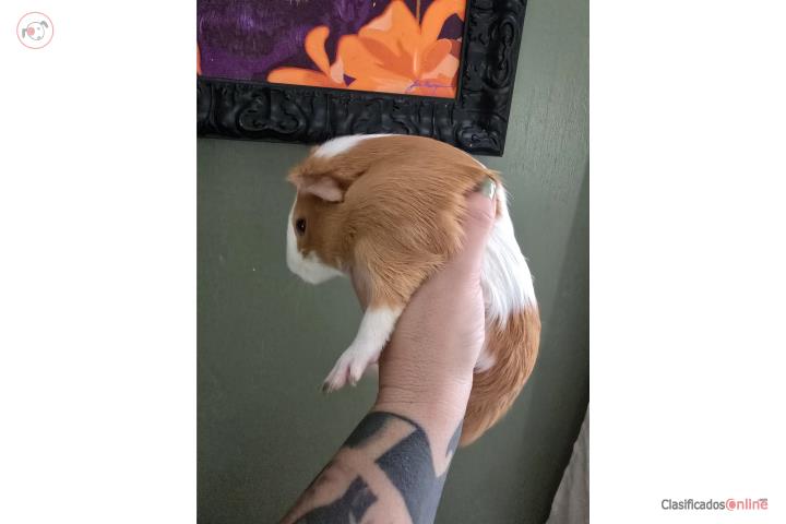 Guimo (Guinea pig) Puerto Rico