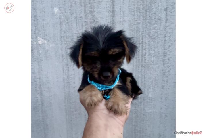 Toy Yorkie enanito  Puerto Rico