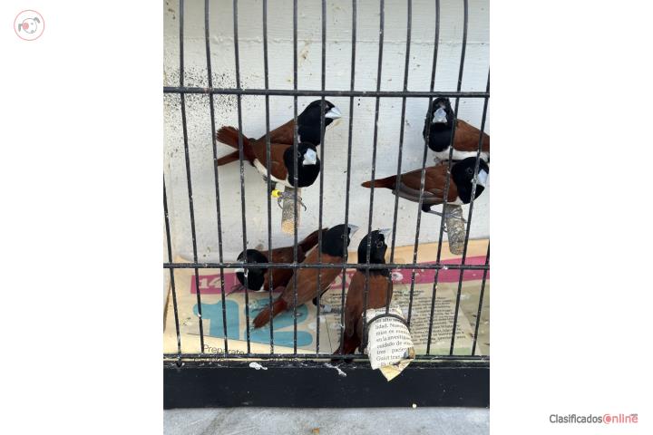 Finches Puerto Rico