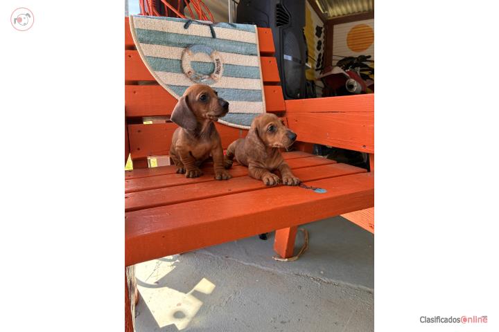 Dachshund  Puerto Rico