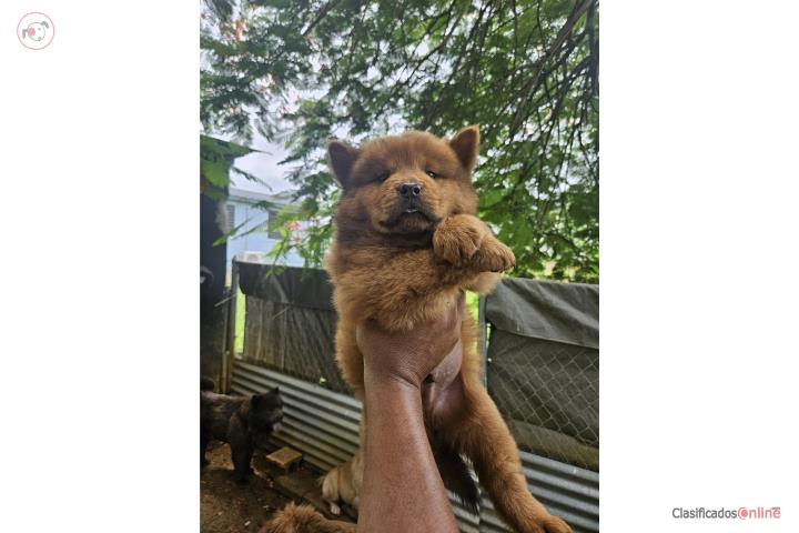 Chow chow puros  Puerto Rico