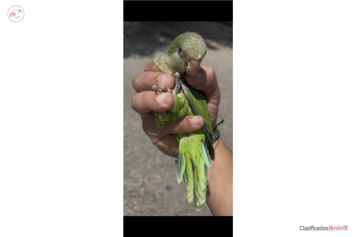 Quaker bebé handfeed  Puerto Rico