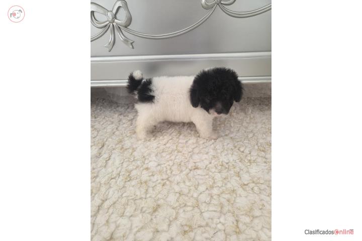 Toy Poodle macho Papeles AKC  Puerto Rico