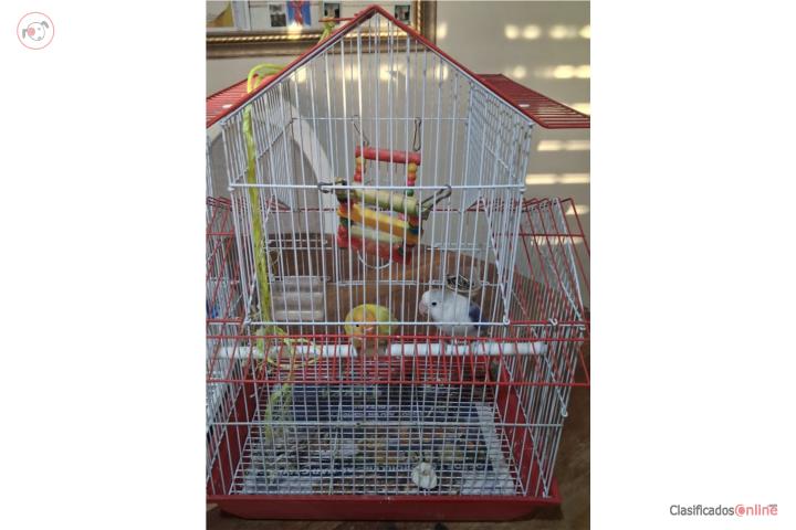 Pareja de aves lovebird en Juana Díaz